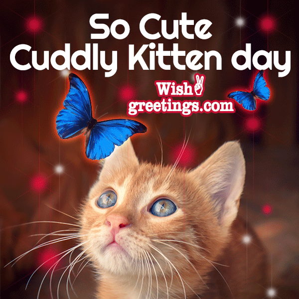 So Cute Cuddly Kitten Day Gif Image